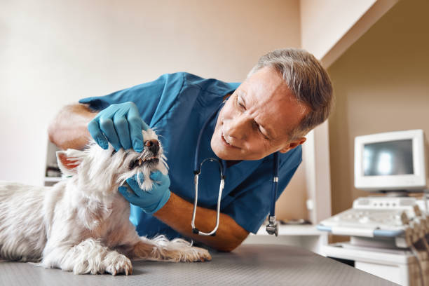 Best Emergency Dentist for Lost Fillings or Crowns in Newcastle, WY